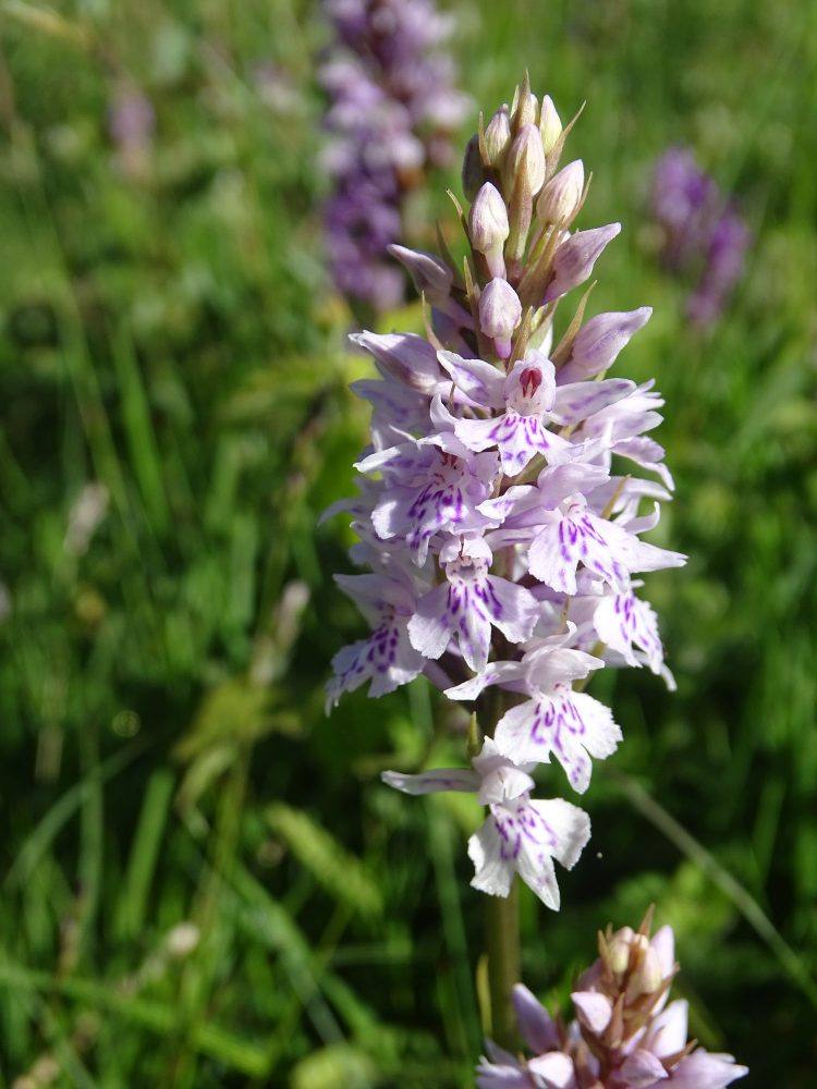 Orchis